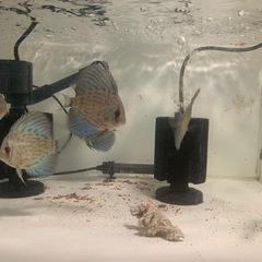 ディスカス　訳あり６匹セットの画像