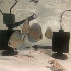 ディスカス　訳あり６匹セットの画像