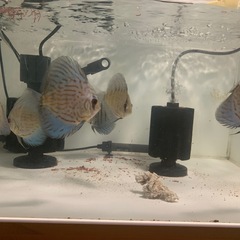 ディスカス　訳あり６匹セットの画像