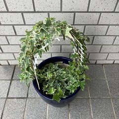 へデラ　の画像