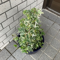 へデラ　の画像