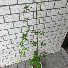 ノウゼンカズラの画像