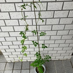 ノウゼンカズラの画像