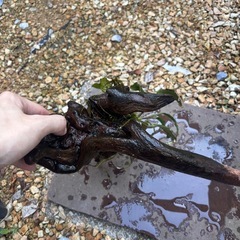 流木　水草　セットでの画像
