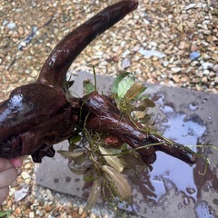 流木　水草　セットでの画像