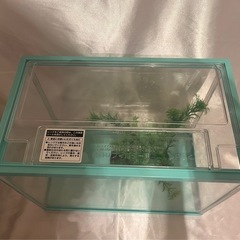 カインズメダカ水槽流木セットの画像