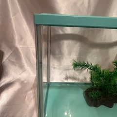カインズメダカ水槽流木セットの画像