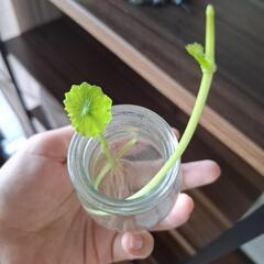 【水草】ウォーターマッシュルームの画像