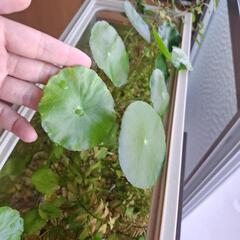 【水草】ウォーターマッシュルームの画像