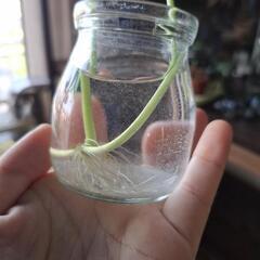 【水草】ウォーターマッシュルームの画像
