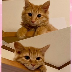 おしゃれなふんわり茶とら姉妹スーちゃん💞フーちゃん3ヶ月