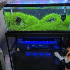 ◆◇赤いミナミヌマエビ20匹+α◆◇ の画像
