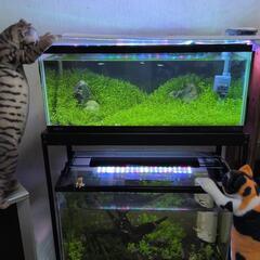 ◆◇赤いミナミヌマエビ20匹+α◆◇ の画像
