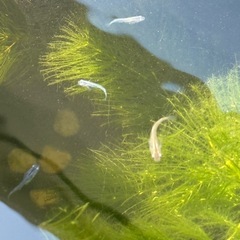 土日　　メダカ(黄、銀、金、黒)  稚魚、若魚　中央区　晴海トリトン付近の画像