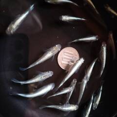 マリアージュ　成魚　8匹セットの画像