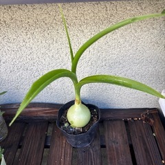 オーニソガラムコーダツム苗　の画像