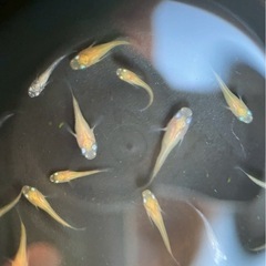 楊貴妃ダルマメダカと紅ほっぺダルマメダカの稚魚の画像