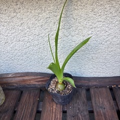 オーニソガラムコーダツム苗の画像