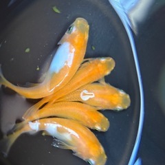 楊貴妃ダルマメダカと紅ほっぺダルマメダカの稚魚の画像