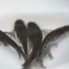 人気メダカ　ヒレナガブラックダイヤ　稚魚の画像