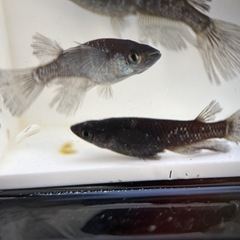 人気メダカ　ヒレナガブラックダイヤ　稚魚