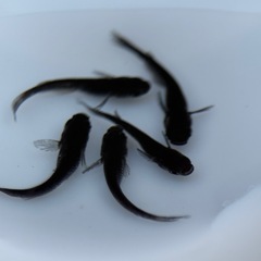 人気メダカ　ヒレナガブラックダイヤ　稚魚の画像