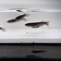 人気メダカ　ヒレナガブラックダイヤ　稚魚の画像