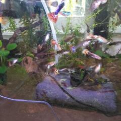 グッピーの稚魚20匹＋成魚2.3匹