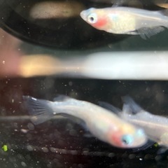 かわいいメダカ　紅ほっぺダルマ血統　稚魚5匹の画像