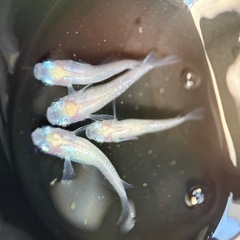 かわいいメダカ　紅ほっぺダルマ血統　稚魚5匹の画像
