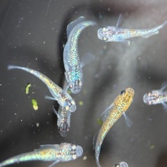 ギラギラメダカ　サファ王めだか稚魚5匹の画像