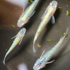 ギラギラメダカ　サファ王めだか稚魚5匹