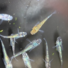 ギラギラメダカ　サファ王めだか稚魚5匹の画像