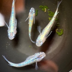 ギラギラメダカ　サファ王めだか稚魚5匹の画像