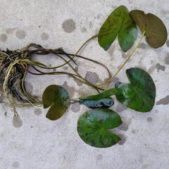 【決まりました】【ラスト1株】耐寒性睡蓮　マニーサイアムの画像