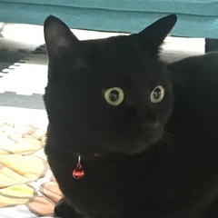 4歳になるオスの黒猫