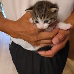 子猫１匹里親募集（生後２週間くらい）
