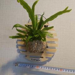 着生シダ植物 アスプレニウム「アンティキューム」板付けの画像