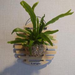 着生シダ植物 アスプレニウム「アンティキューム」板付けの画像