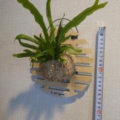 着生シダ植物 アスプレニウム「アンティキューム」板付けの画像