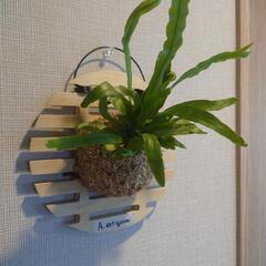着生シダ植物 アスプレニウム「アンティキューム」板付けの画像