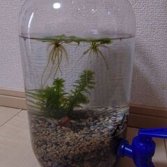 メダカ（深海）6匹＋アクアリウムの画像