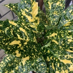 アオキ　緑葉樹　大型観葉植物　班入り　の画像