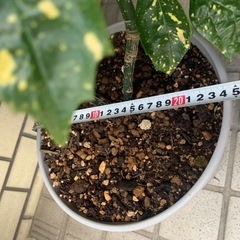 アオキ　緑葉樹　大型観葉植物　班入り　の画像