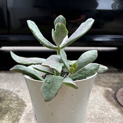 多肉植物 観葉植物の画像