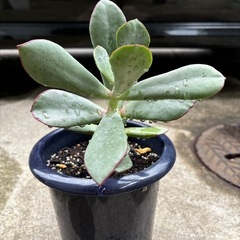 多肉植物 観葉植物の画像