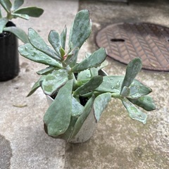 多肉植物 観葉植物の画像