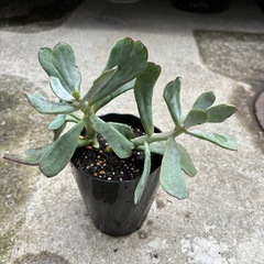 多肉植物 観葉植物の画像