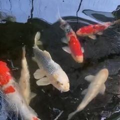 鯉　　の画像