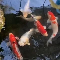 鯉　　の画像